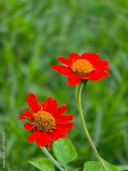 Obraz red daisy flower