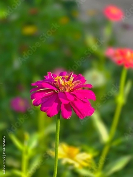 Obraz pink cosmos flower