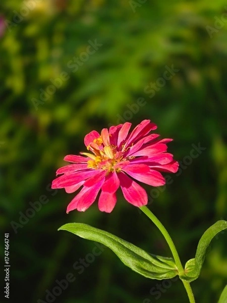 Obraz pink cosmos flower