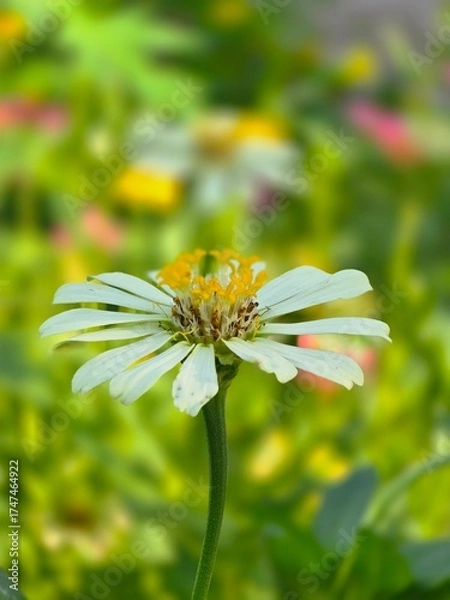 Obraz white daisy flower