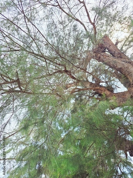 Obraz spring in the forest