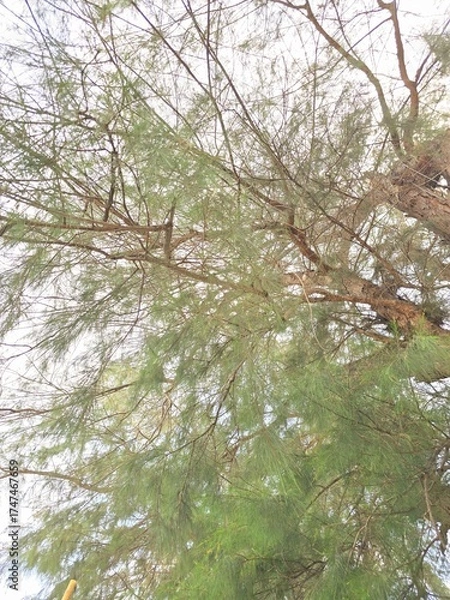 Obraz river in the forest