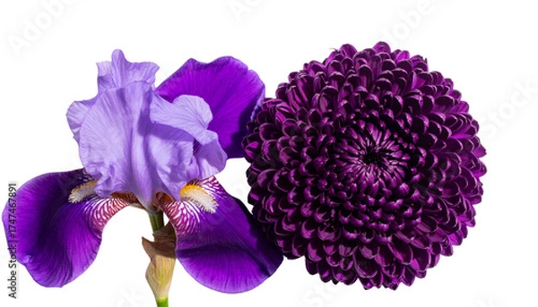 Fototapeta "Realistic Vector Illustration of Purple Orchid Flower Isolated on White Background for Floral, Exotic, and Decorative Botanical Design"
