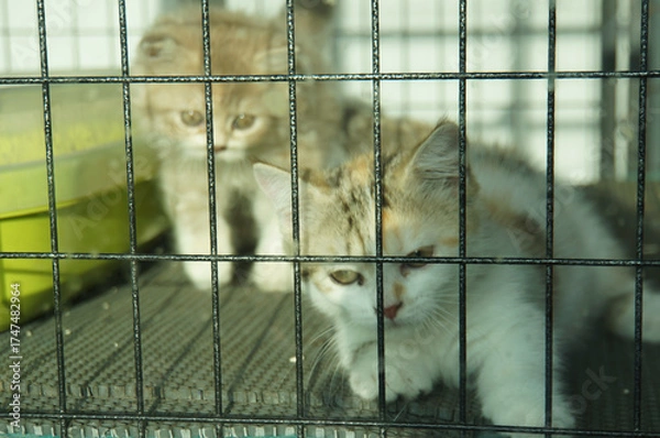 Obraz Two adorable kittens behind cage bars. The image shows the kittens are inside of the cage