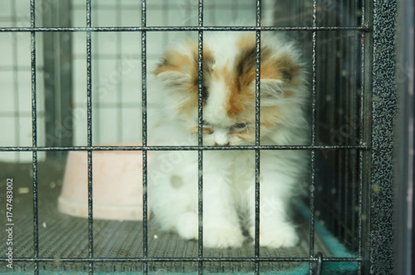 Obraz A sad kitten in a cage, looking down with a pink bowl