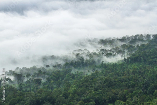 Fototapeta clouds over forest in the mountain