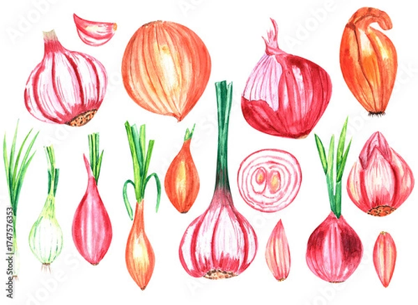 Obraz Watercolor illustration of onion and garlic isolated on white background, botanical illustration.