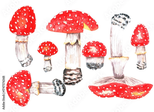 Fototapeta Watercolor fly agaric on a white background. Fly agaric, wild mushrooms, watercolor illustration of a red fly agaric.