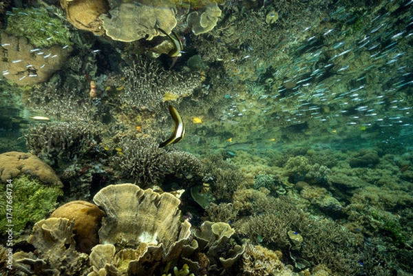 Obraz Reflection pf a coral reef on the surface with juvenile batfish, Platax teira, Raja Ampat