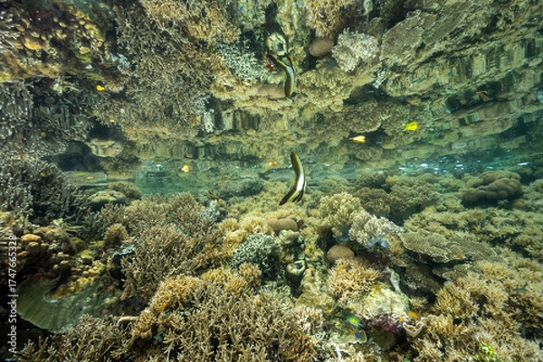 Obraz Reflection pf a coral reef on the surface with juvenile batfish, Platax teira, Raja Ampat