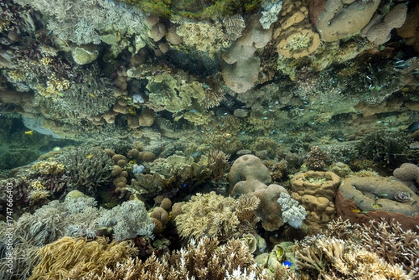 Fototapeta Perfect reflection of pristine corals on the surface at low tide, Raja Ampat Indonesia.