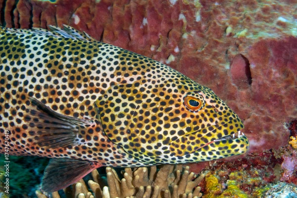 Fototapeta Coral grouper, Plectropomus pessuliferus, Raja Ampat Indonesia.