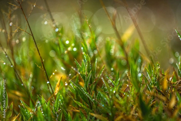 Fototapeta green grass with dew drops