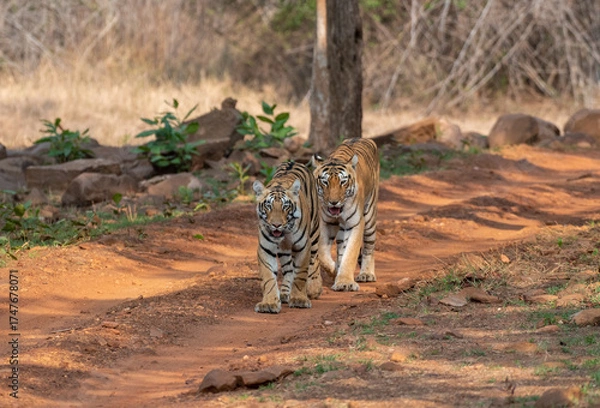 Fototapeta Two tigers walking on the forest road. Close up, selective focus.