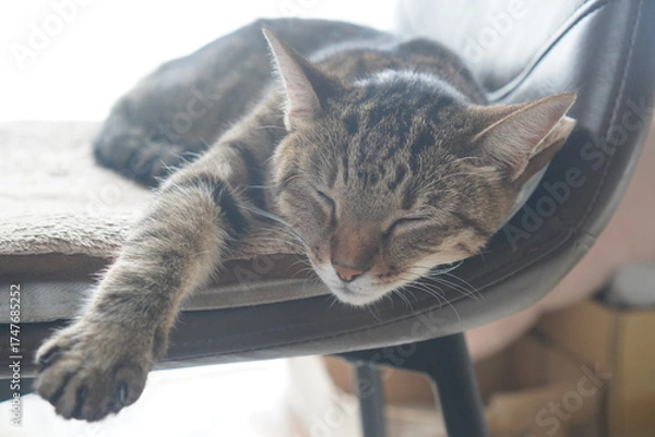 Obraz 眠るキジトラ