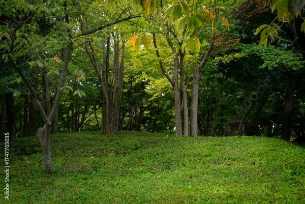 Obraz 木漏れ日の森