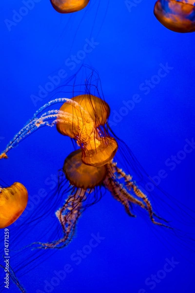 Obraz Sea Nettle jellyfish with blue background