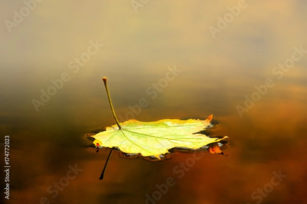 Obraz Autumn Leaf
