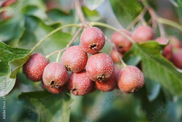 Fototapeta Red hawthorn fruit grows on the tree