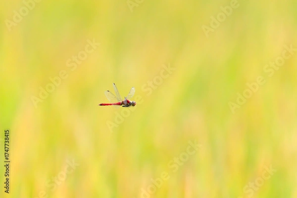 Obraz 収穫近い黄金色の田園と赤とんぼ