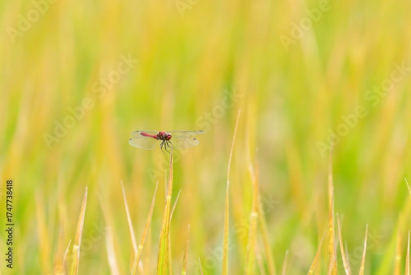 Obraz 収穫近い黄金色の田園と赤とんぼ