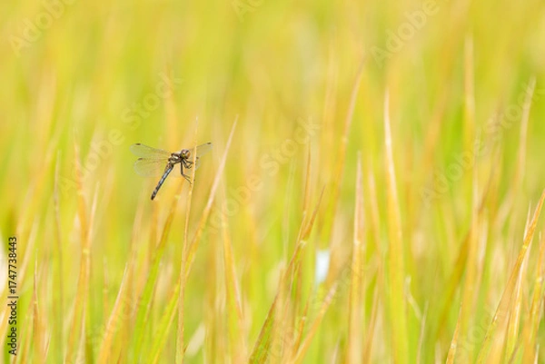 Obraz 収穫近い黄金色の田園とトンボ