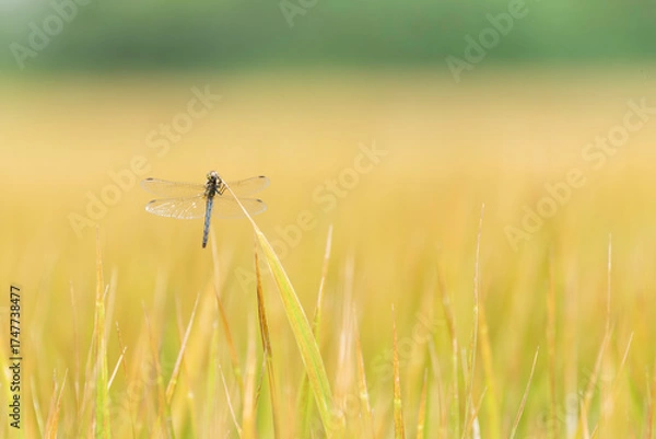 Obraz 収穫近い黄金色の田園とトンボ