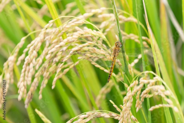 Obraz 収穫近い黄金色の田園とトンボ