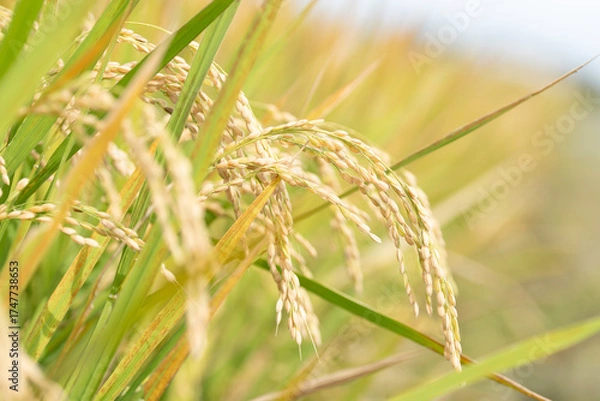 Obraz 実り豊かな稲田の風景