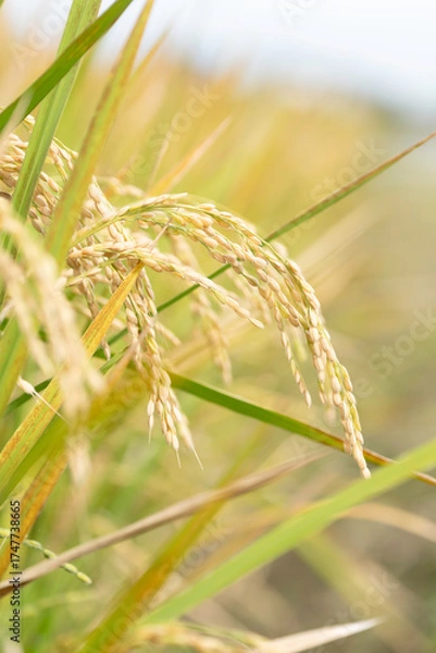 Obraz 実り豊かな稲田の風景