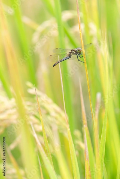 Obraz 収穫近い黄金色の田園とトンボ