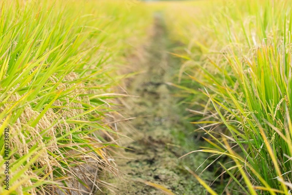 Obraz 実り豊かな稲田の風景