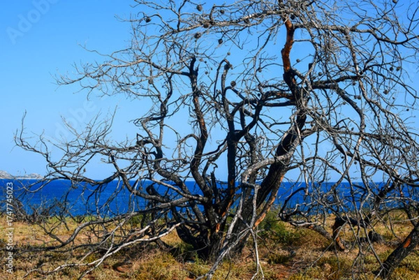 Obraz Rhodes, Greece.