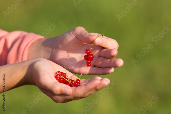 Obraz A bunch of red ripe currants in a child's hand. Close-up. A blurred green background. The evening sun