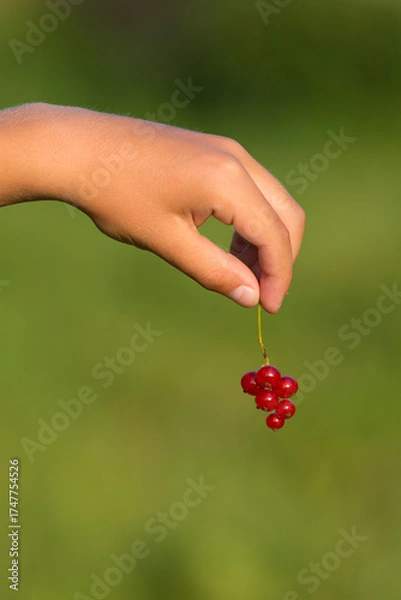 Obraz A child holds a bunch of red currants. Close-up. Blurred green background. Evening lighting