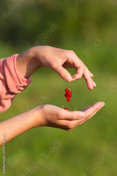 Obraz A child holds a bunch of red currants. Blurred green background. Evening lighting