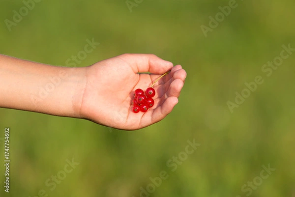 Fototapeta A bunch of red ripe currants in a child's hand. A blurred green background. The evening sun