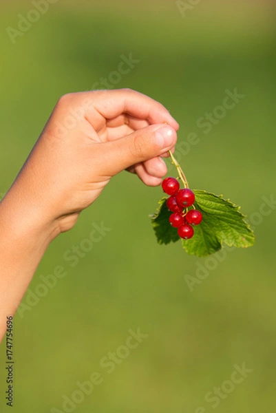 Fototapeta A child holds a bunch of red currants. Blurred green background. Evening lighting