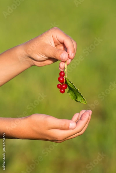 Fototapeta A child carefully holds a bunch of red currants. Blurred green background. Evening lighting