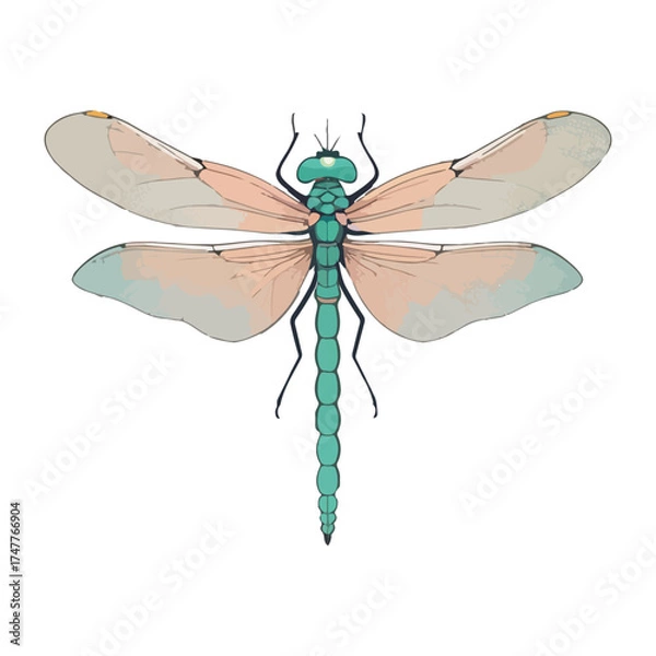 Obraz Dragonfly
