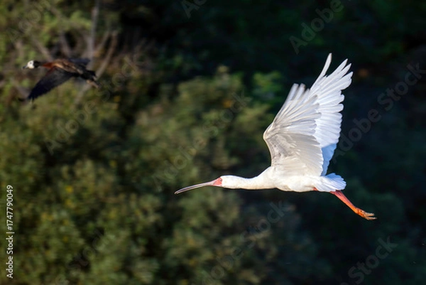 Obraz African Spoonbill