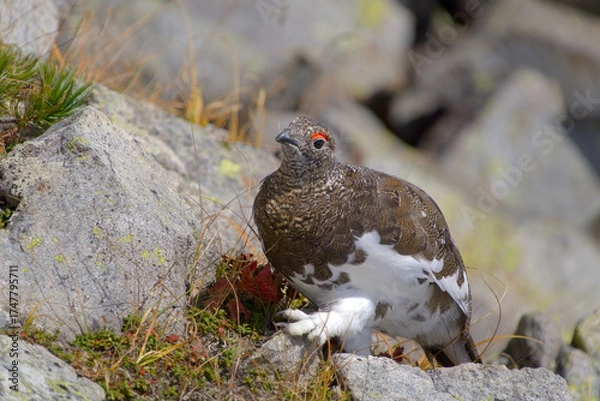 Obraz 北アルプス、奥穂高岳に生息する雷鳥