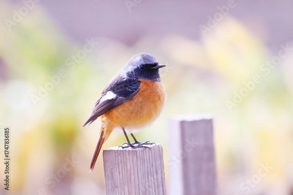 Fototapeta 緑の背景とこっちを見つめる可愛いジョウビタキ