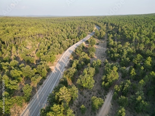 Fototapeta Aerial view of a winding road cutting through a dense green pine forest