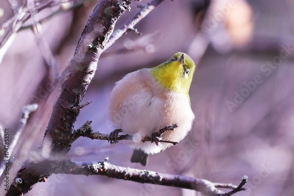 Fototapeta 枝の上で羽を膨らませた可愛いメジロ