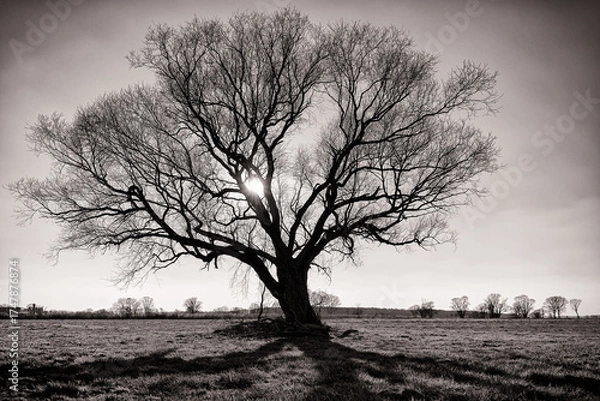Obraz Baum im Winter