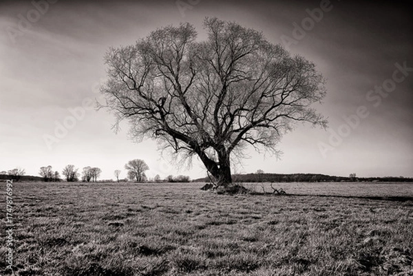 Obraz Baum im Winter
