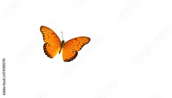 Fototapeta An isolated, vibrant orange butterfly with black spots against a stark black background