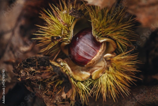 Fototapeta Chestnut burr just picked in the Italian forest