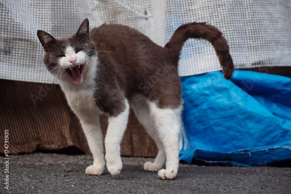 Obraz 笑っているかのような表情の猫